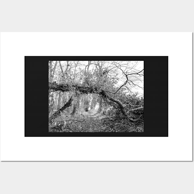 tree creating a natural archway in an English woodland Wall Art by yackers1